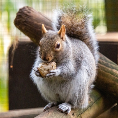Grijze eekhoorn - De Zonnegloed - Dierenpark - Dieren opvangcentrum - Sanctuary